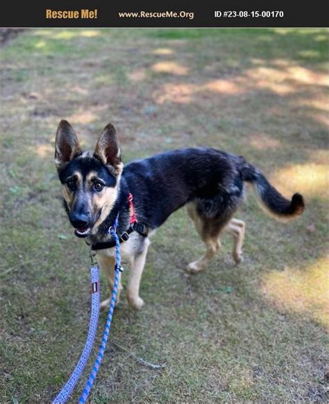 german shepherd vancouver wa|german shepherd rescue washington.